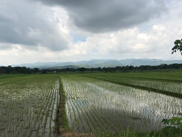 Reisfeld Kulon Progo