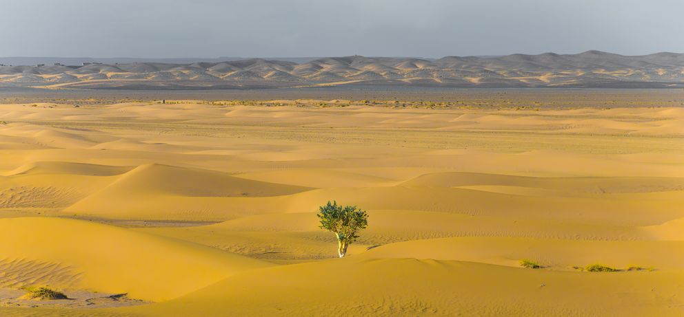 Ein einziger Baum hat in einer trockenen Wüste überlebt.