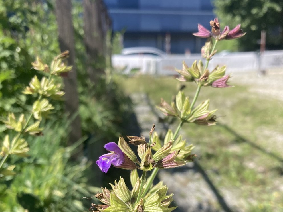 Kulturtransport Hochbeete