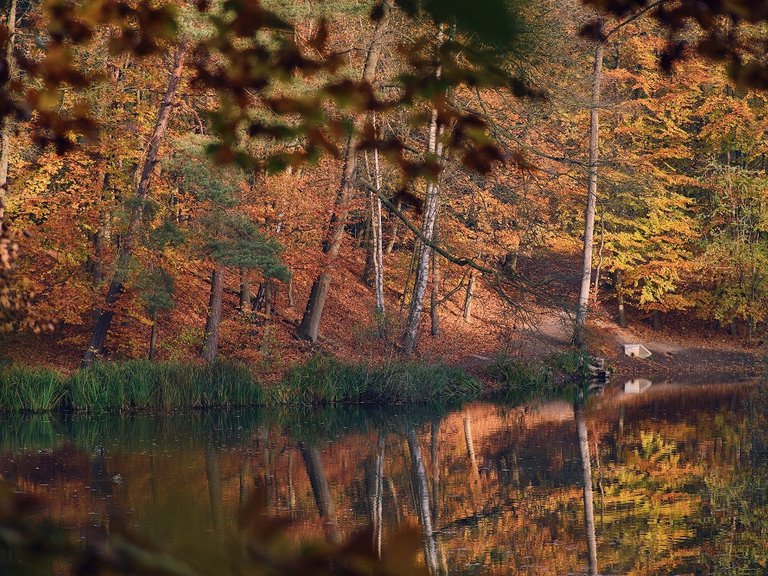 Ein See in einem Herbstwald. 