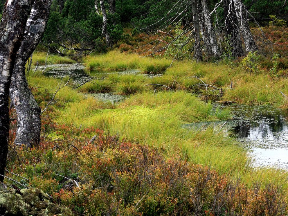 A highmoor in the Bavarian Forest, Source: Tourismusverband Ostbayern e.V., Photo: Günther Dengler