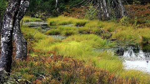 Bayerischer Wald Hochmoor, Quelle Tourismusverband Ostbayern e.V., Foto: Günther Dengler