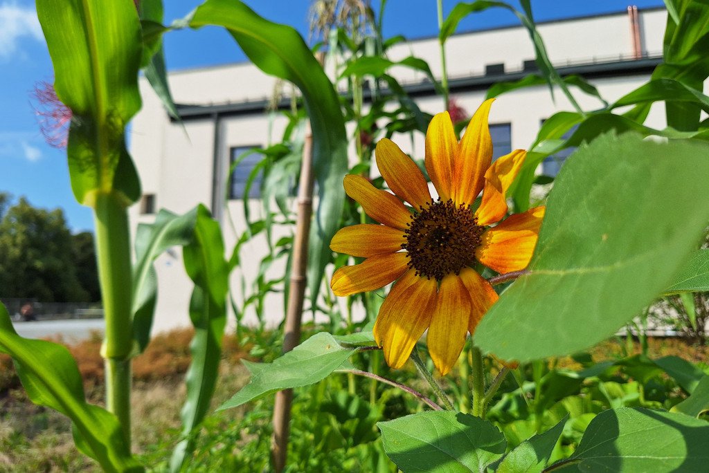 Sonnenblume am Studierendengarten
