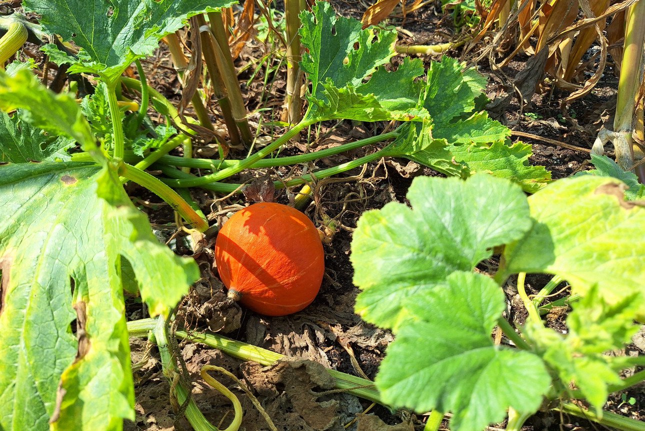 Hokkaido K&uuml;rbis im Beet 