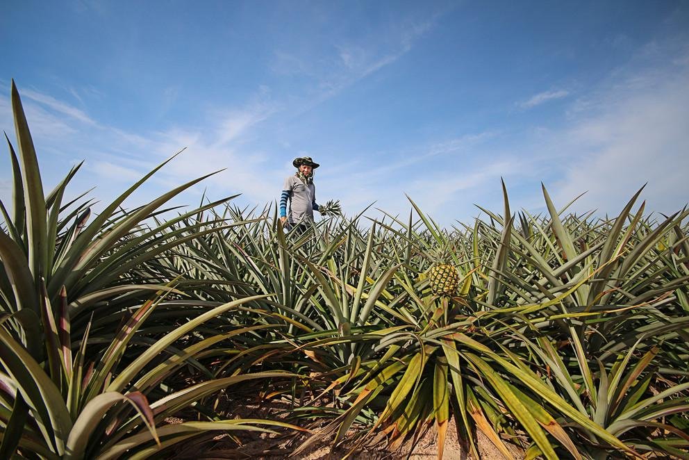 Bauer auf Ananas-Feld