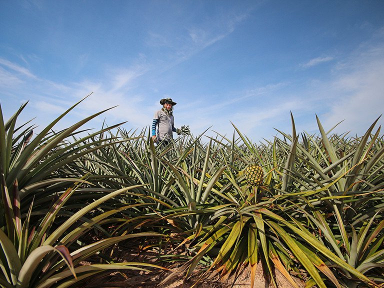 Bauer auf Ananas-Feld