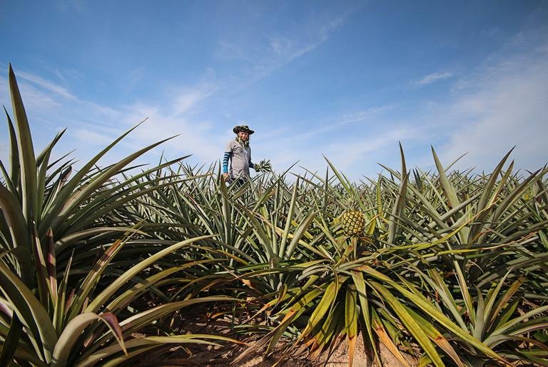 Bauer auf Ananas-Feld