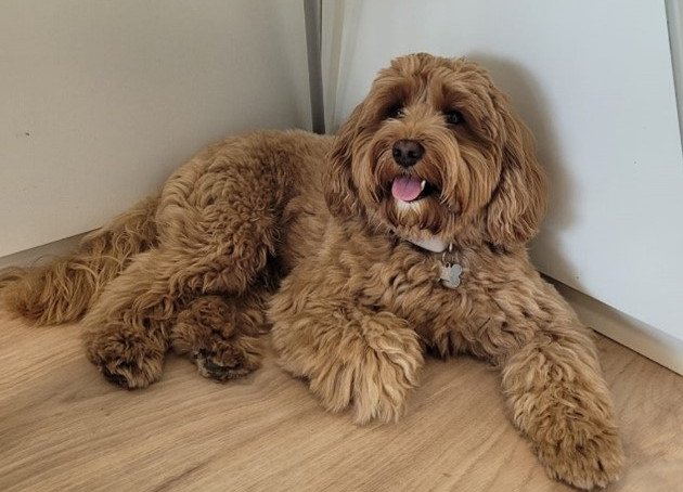 Das Bild zeigt einen flauschigen, mittelgro&szlig;en Hund mit lockigem, hellbraunem Fell, der entspannt unter einem Flipchart liegt. Der Hund schaut freundlich nach vorne, mit leicht ge&ouml;ffnetem Mund und heraush&auml;ngender Zunge, was ihn fr&ouml;hlich wirken l&auml;sst.