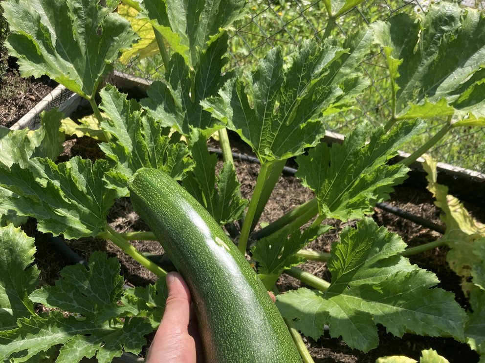 Geerntete Zucchini