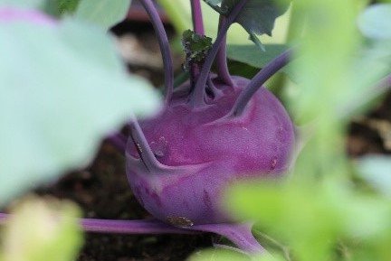 [Translate to Englisch:] Kohlrabi