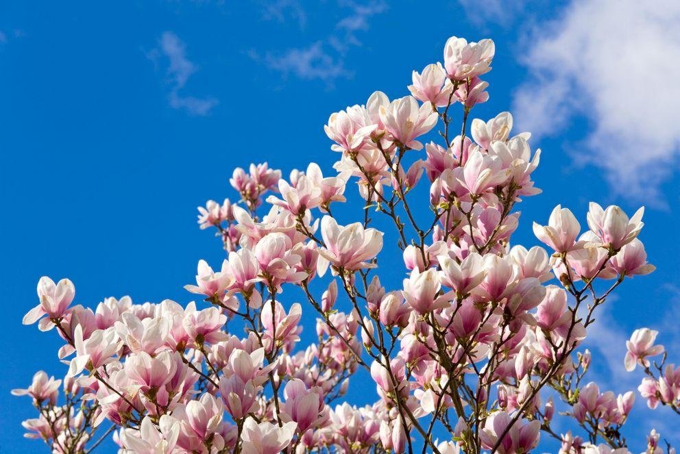 Magnolia flowers