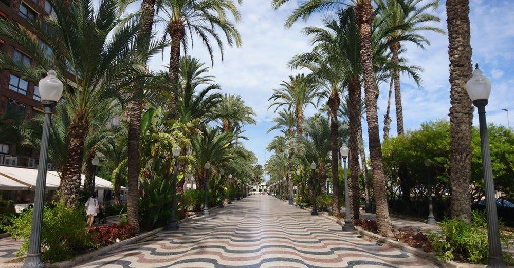 Allee in Alicante 