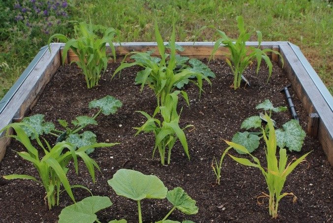 Milpa-Beet