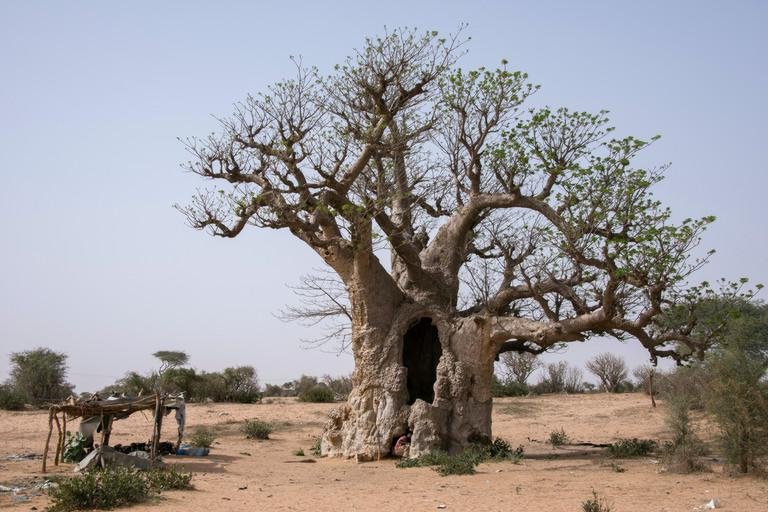 Dekoratives Bild der Kachel 'Nachlese Afrika? Service Learning? am 29.01.2025'