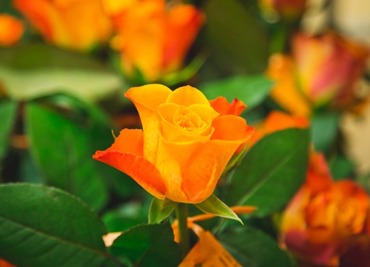 Symbolbild - eine orangene Rose: Universität Passau