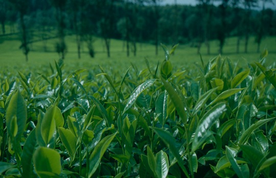Teeplantage im Bergland von Südwestäthiopien, Foto: Christine Schmitt