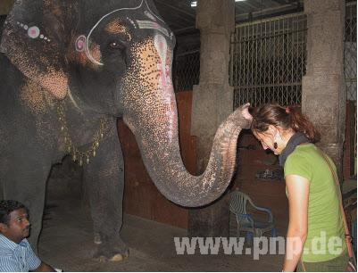 Ein ganz besonderes Erlebnis war für Eva die Elefantensegnung ? eine schöne Tradition, die in Indien bis heute aufrecht erhalten wird. (Fotos: privat)