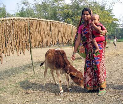 Ein Mastkalb ist die neue Einkommensquelle von Shirina Akter (20) aus einem Dorf bei Kishhoreganj. Sie hat es mit Hilfe eines Kleinkredits von ARP angeschafft. Den späteren Verkaufserlös des Tieres will sie für die Schulausbildung ihres Sohnes sparen.