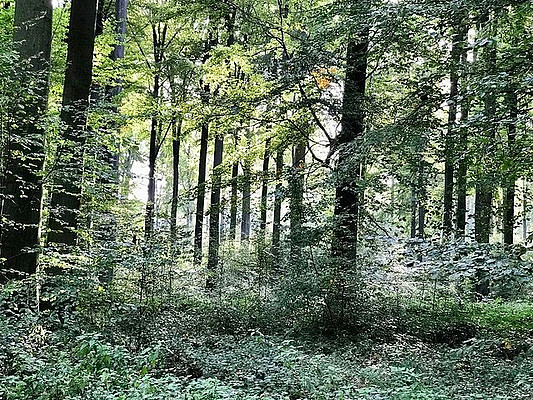 Foto: Sonian Forest. © Celine Boeykens