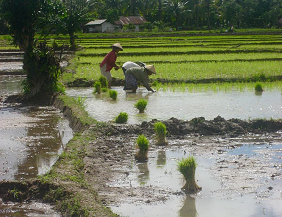 Reisanbau in Indonesien, Foto: V. Scheer