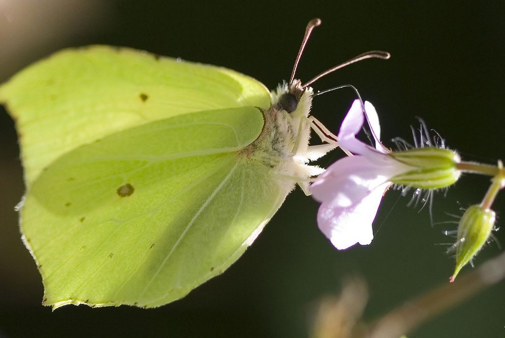 Zitronenfalter - Schmetterling